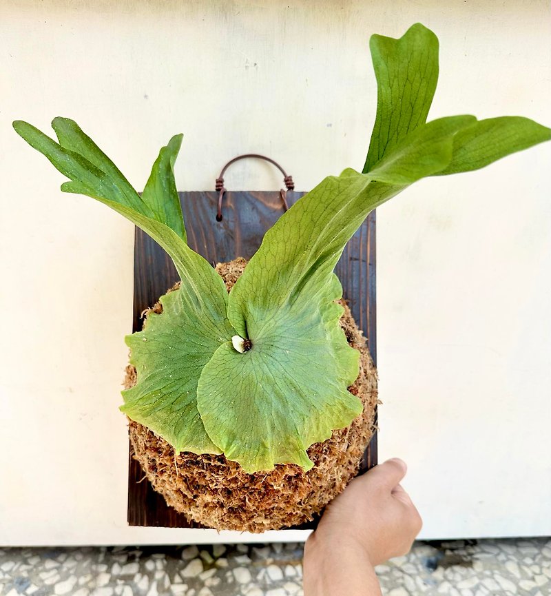 [Queen's Staghorn Fern] Staghorn Fern Plant Upper Board Indoor Plant Opening Gift - ตกแต่งต้นไม้ - พืช/ดอกไม้ 