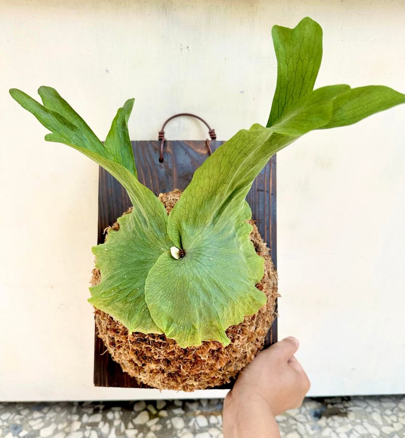 [Queen's Staghorn Fern] Staghorn Fern Plant Upper Board Indoor Plant Opening Gift - ตกแต่งต้นไม้ - พืช/ดอกไม้ 