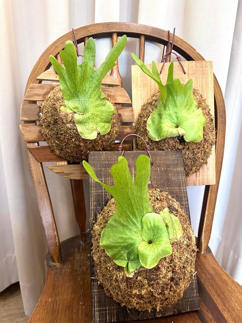 [Queen's Staghorn Fern] Staghorn Fern Plant Upper Board Indoor Plant Opening Gift - Plants - Plants & Flowers 