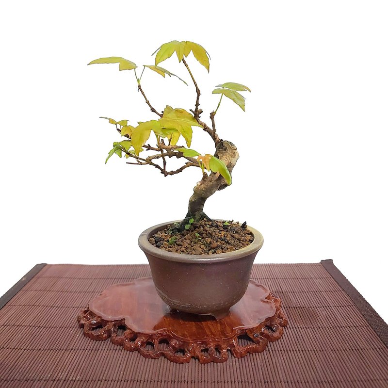 小品盆栽・日本宮樣楓・ミヤサマカエデ - 盆栽/植栽 - 植物．花 