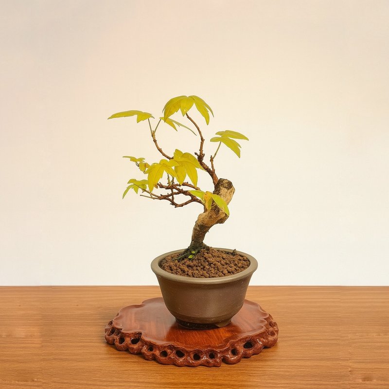 小品盆栽・日本宮樣楓・ミヤサマカエデ - 盆栽/植栽 - 植物．花 