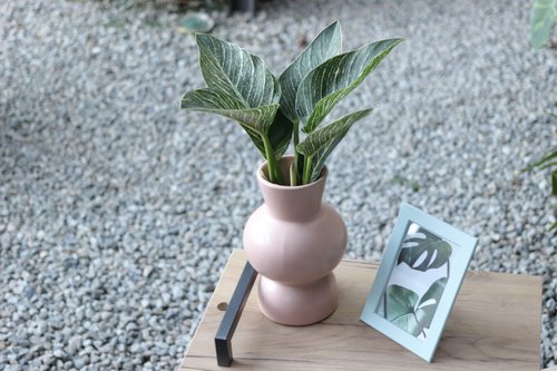 植物蔓蔓 l 水培植栽專賣 水培植栽│柏金蔓綠絨 室內植物 辦公室盆栽 店內佈置