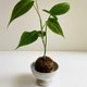 Rabbit Ear Philodendron + Tall Dish - Shop goodmore Plants - Pinkoi