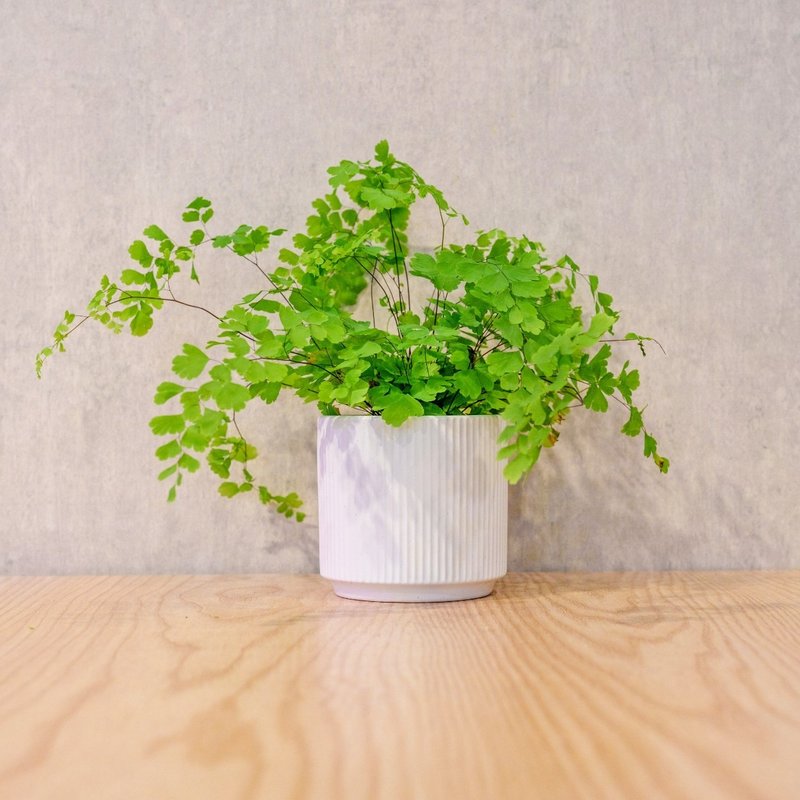 鐵線蕨 莫蘭迪色系直紋陶盆 室內植物 觀葉植物 禮物 盆栽 - 植栽/盆栽 - 植物．花 白色