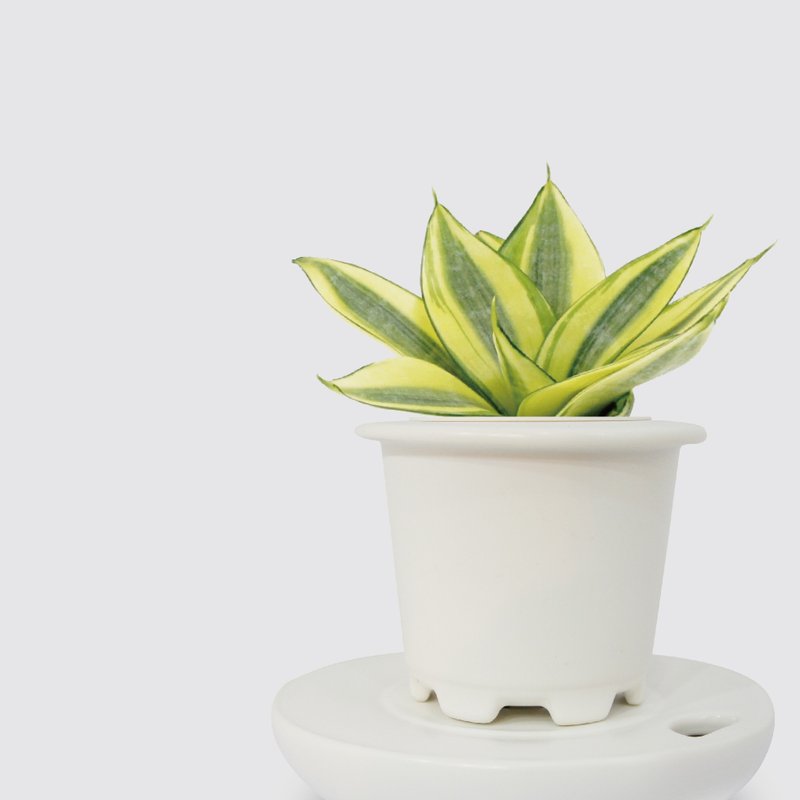 │ Kiln Porcelain Series │ Golden Tiger's Tail Orchid-Air Purifying Indoor Plant Hydroponic Potted Plant - Plants - Plants & Flowers 