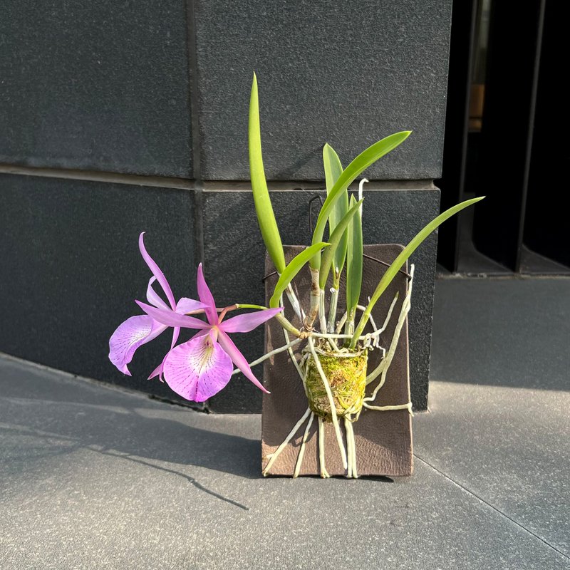 Bl. Morning Glory x B. nodosa 上板陶板蘭花 晨光X白拉索蘭 - 盆栽/植栽 - 陶 