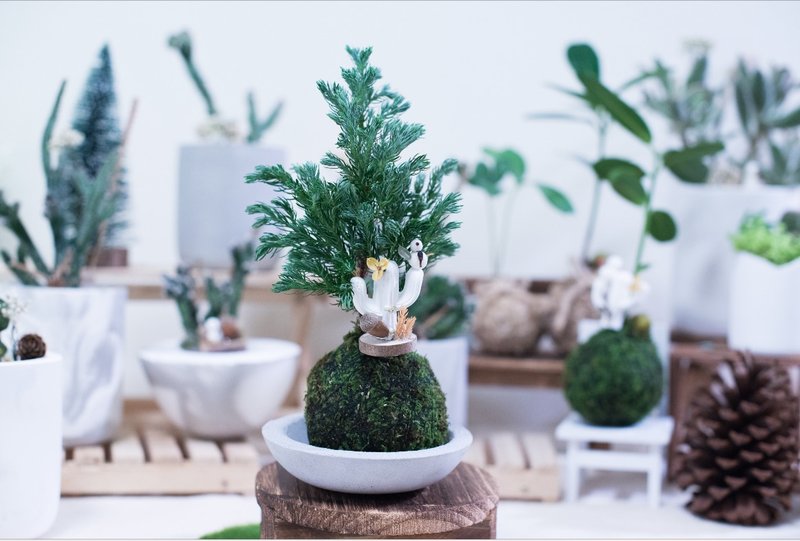 【日本藍柏】聖誕苔球（含底座）  參樓 參貓 - 盆栽/植栽 - 植物．花 