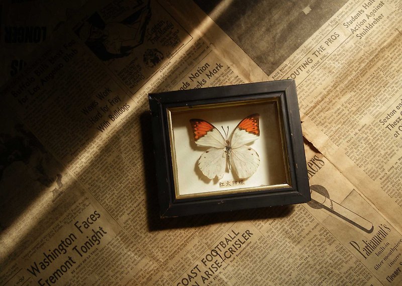 【老時光 OLD-TIME】早期蝴蝶標本 - 擺飾/家飾品 - 其他材質 多色