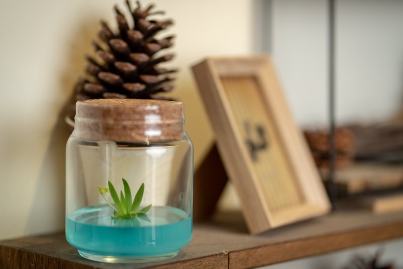 小室瓶栽 迷你蘭花系列 扇形文心蘭 自然風6號瓶 - 植物/盆栽/盆景 - 玻璃 透明