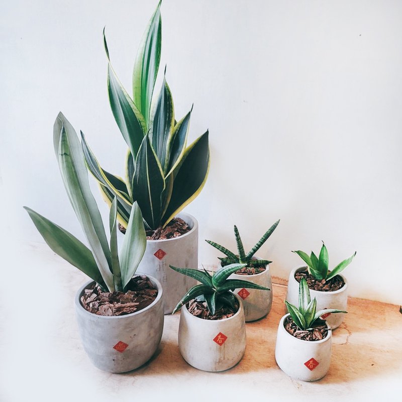 Six-piece set of six-piece Cement pots for New Year's tiger tail orchid set - Plants - Plants & Flowers Gray