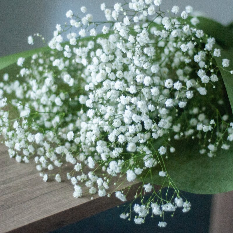 純白滿天星花束 - 盆栽/植栽 - 植物．花 白色
