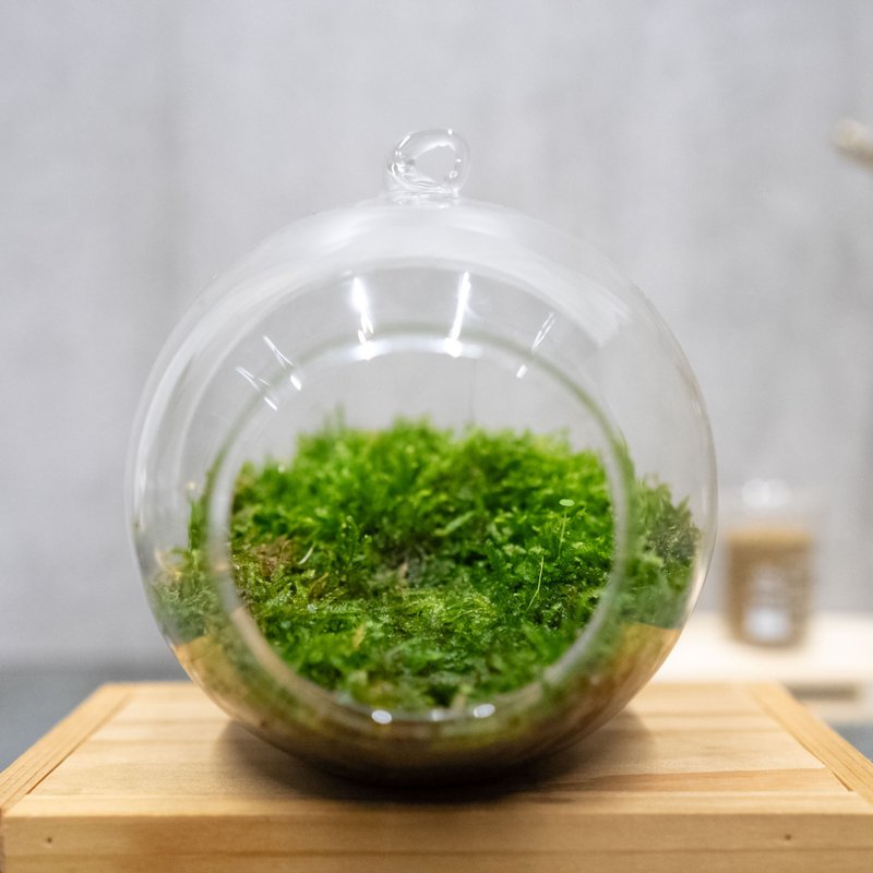 玻璃扭蛋與苔蘚 小球球與大球球 - 植栽/盆栽 - 植物．花 