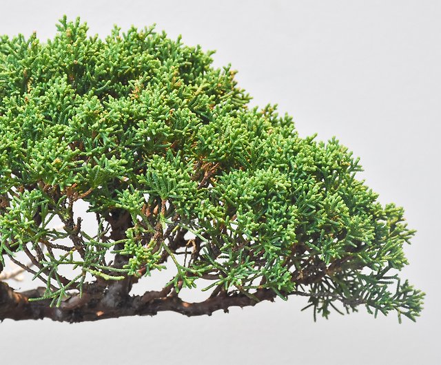 Juniper Bonsai Tree on Rock Slab -  Canada