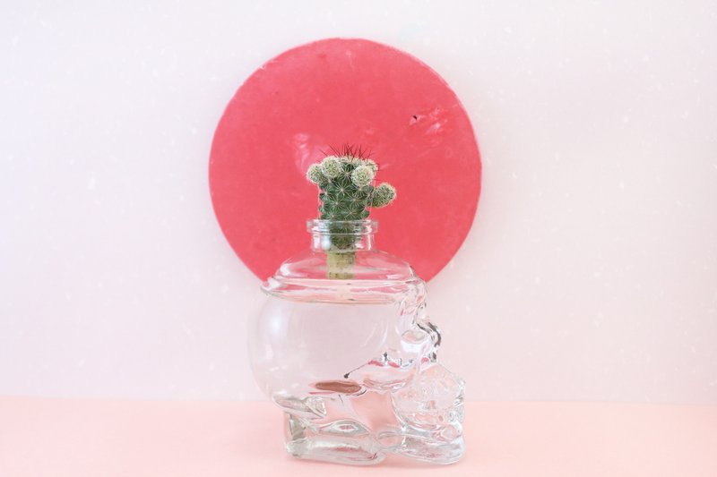 水耕仙人掌-骷髏頭  玻璃 - 盆栽/植栽 - 玻璃 透明