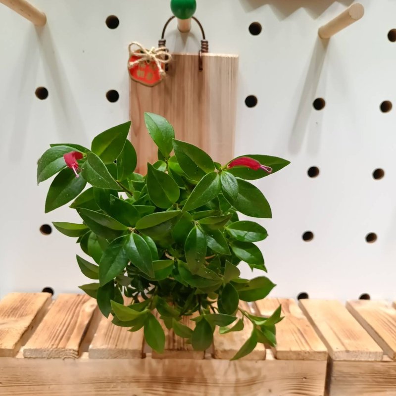 植蕨所在 口紅花 陽台裝飾 牆面擺設 水苔植物 上板植物 招財 - 植栽/盆栽 - 植物．花 