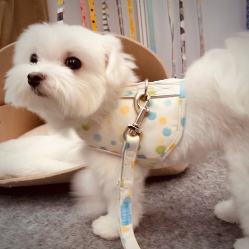 小步飛行犬貓日用良品 2022 SHAPU La-大角度胸背衣-黃彩點(不含牽繩)