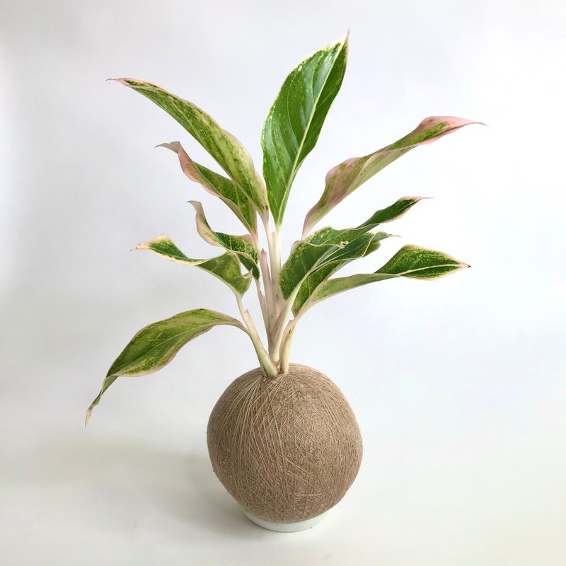 粉極光粗肋草 手作植栽苔球 - 盆栽/植栽 - 植物．花 