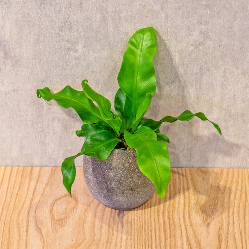 巧繪網植物館 山蘇 桌上型水泥盆栽 觀葉植物 禮物 盆栽 交換禮物 辦公室小物