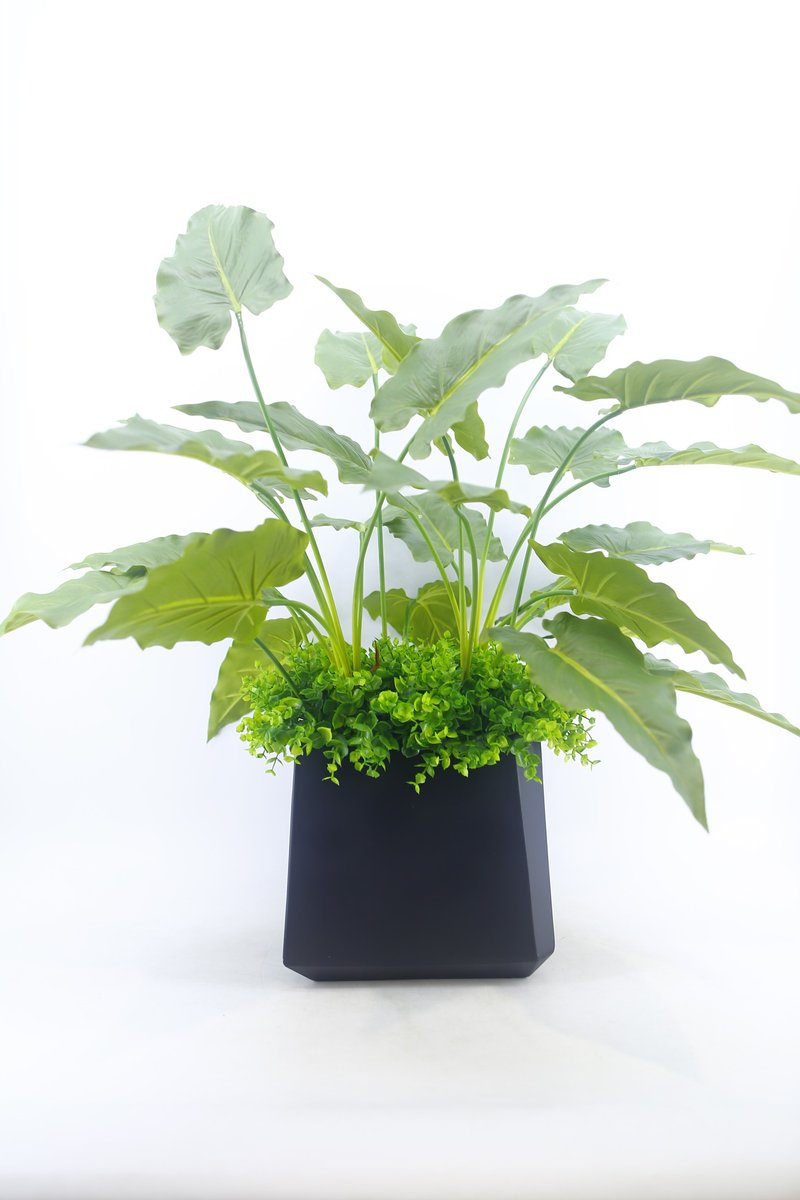 高擬真海芋葉植栽 免運專人配送限雙北市 其餘地區需補運費 - 盆栽/植栽 - 其他材質 綠色