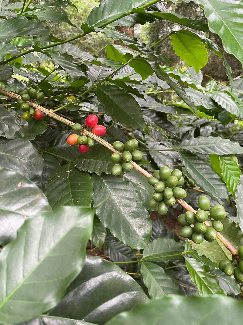 Colombia north region champion Gesha Coffee Bean 200g - Coffee - Fresh Ingredients 