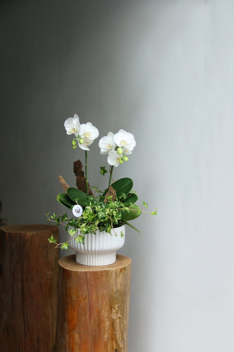 [Flower Ceremony Series] Little White Phalaenopsis Opening Flower Ceremony New Wedding - ตกแต่งต้นไม้ - พืช/ดอกไม้ 