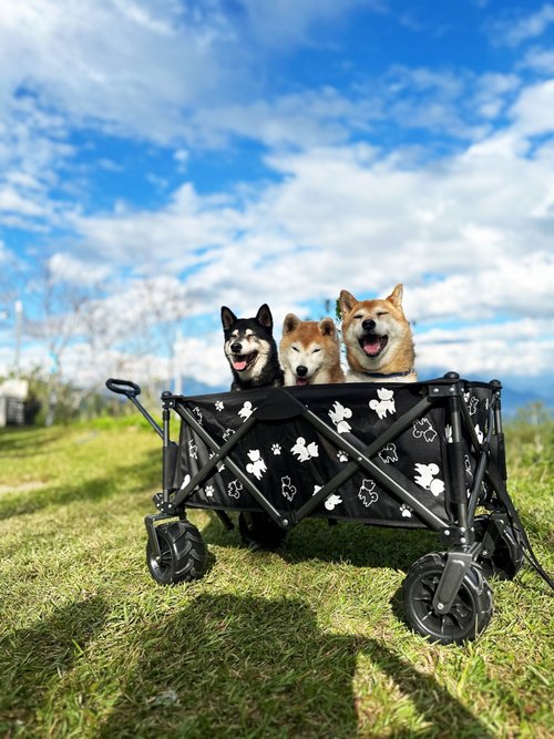 柴犬大學 SHIBA UNIVERSITY 柴犬大學 柴犬越野版聚攏型露營推車 摺疊推車 手拉車 寵物推車