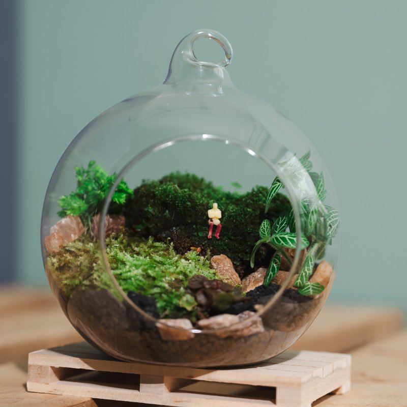 Glass ball ecology-Cultural coins can be used for small moss landscaping - Plants & Floral Arrangement - Glass 