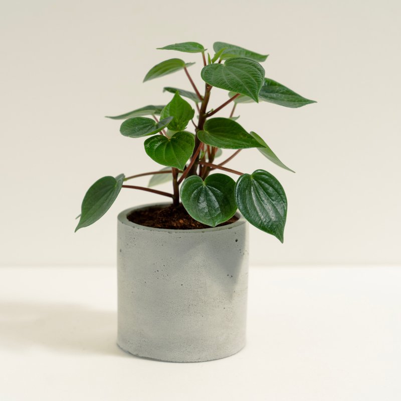 心願椒草│泥作系列│福所栽 - 盆栽/植栽 - 水泥 綠色