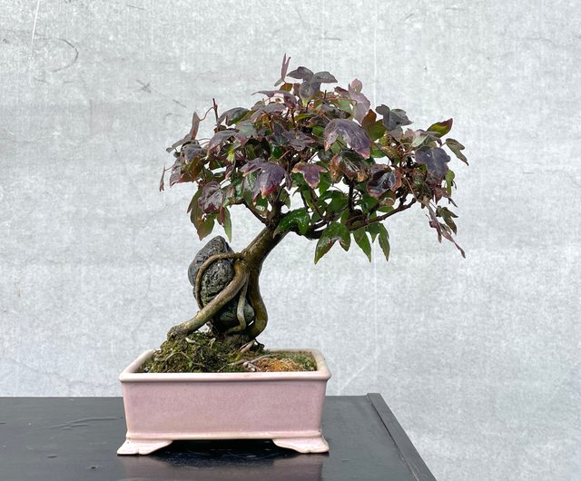 盆栽　楓　小品盆栽 楓 (石付き) 【 24 B ― 23 】 - 小品盆栽専門店 湘風園