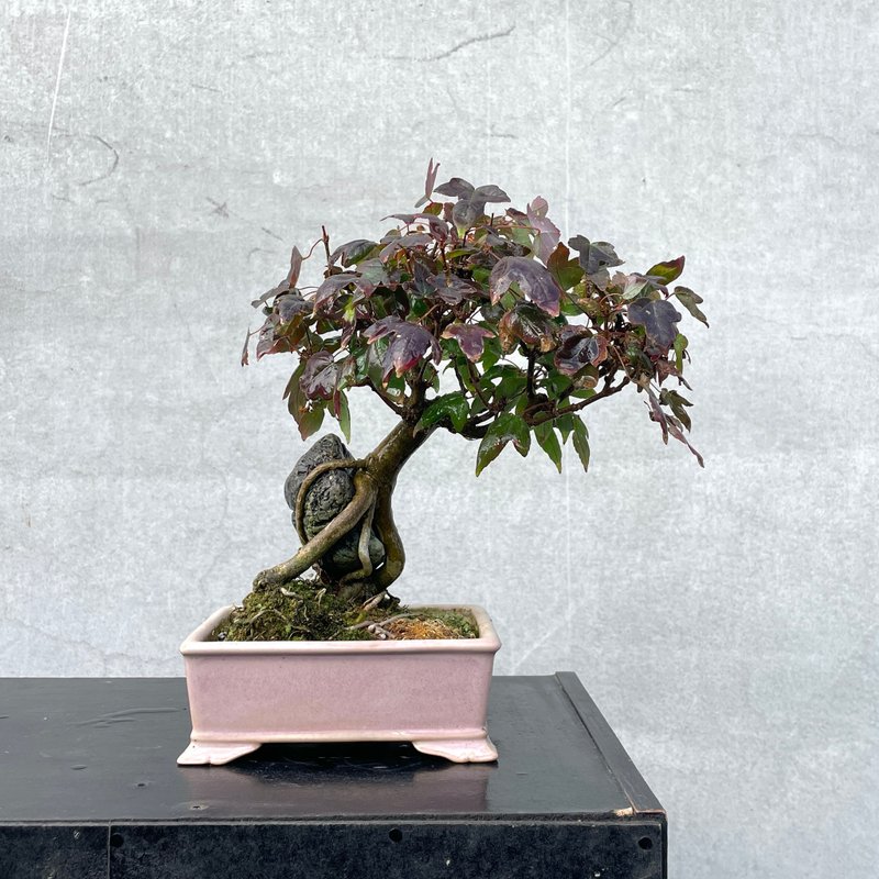 小品盆栽-日本唐楓 盆景 送禮 - 植栽/盆栽 - 植物．花 