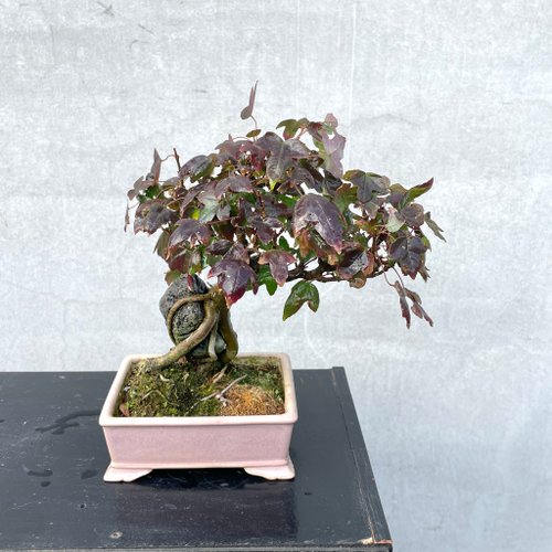 盆栽　楓　小品盆栽 小品盆栽-銀楓盆景野趣小品盆栽Rustic Charm Bonsai｜盆栽/植栽