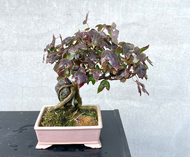 楓　盆栽　小品盆栽 小品盆栽-日本唐楓盆景送禮野趣小品盆栽Rustic Charm Bonsai｜盆栽/植