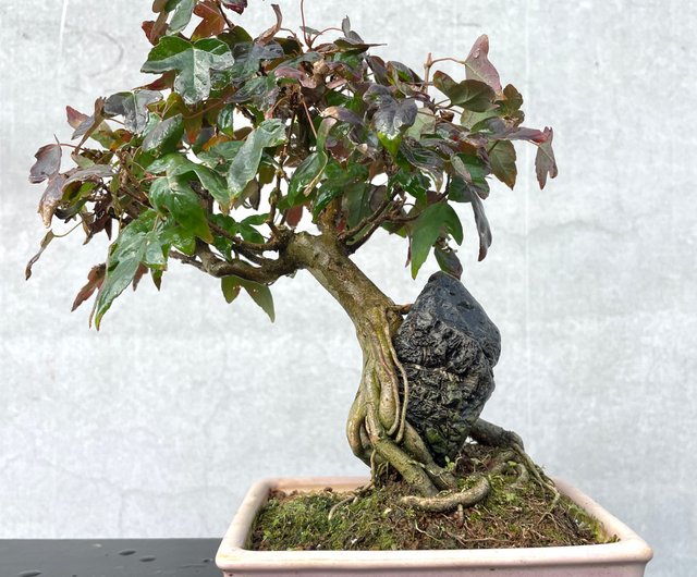 小品盆栽-日本唐楓盆景送禮野趣小品盆栽Rustic Charm Bonsai