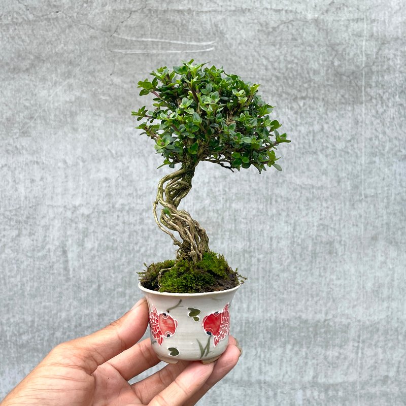 小品盆栽-玫瑰香丁木 盆景 送禮 - 植栽/盆栽 - 植物．花 