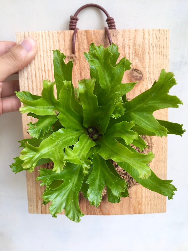 [Antler Mountain Su] Plants on the plate Valentine's Day gift birthday gift foliage plants indoor plants - ตกแต่งต้นไม้ - พืช/ดอกไม้ 
