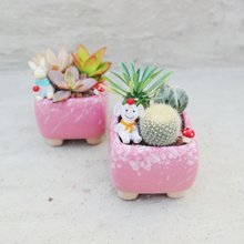 【荳荳多肉】【浪漫粉陶盆植栽組合】喬遷│送禮│升遷│多肉植物