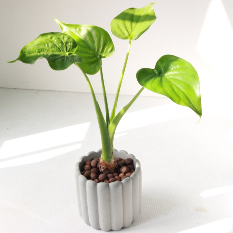 植栽 盆栽 l 佛手芋  手指餅乾水泥盆(中)  尖形愛心大葉片 散光 - 盆栽/植栽 - 水泥 
