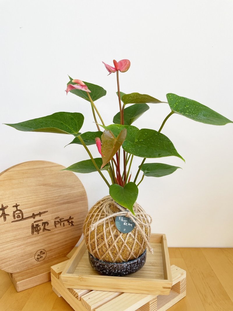 粉紅火鶴  水苔球植物 室內植物 - 植栽/盆栽 - 植物．花 