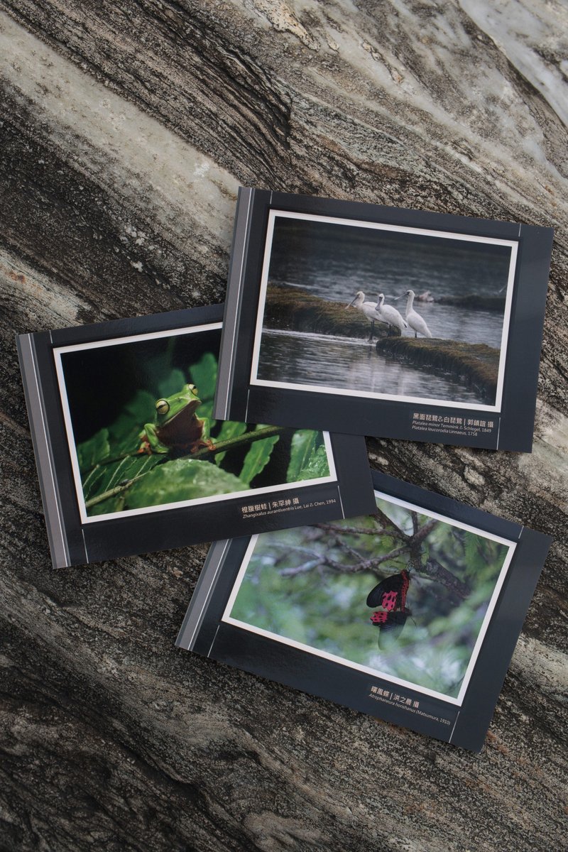 Ecological photography exhibition series postcards—including hot stamping or Japanese paper envelopes - Cards & Postcards - Paper White