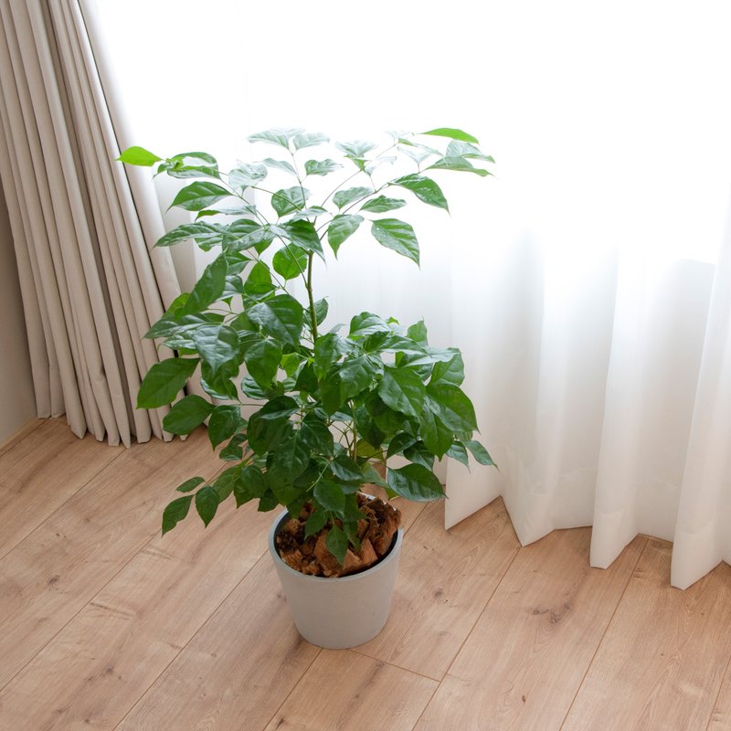 【室内鉢植え】王王樹（小）開店祝い鉢植え鉢植えギフト昇進祝い福木 - 観葉植物 - 寄せ植え・花 グリーン