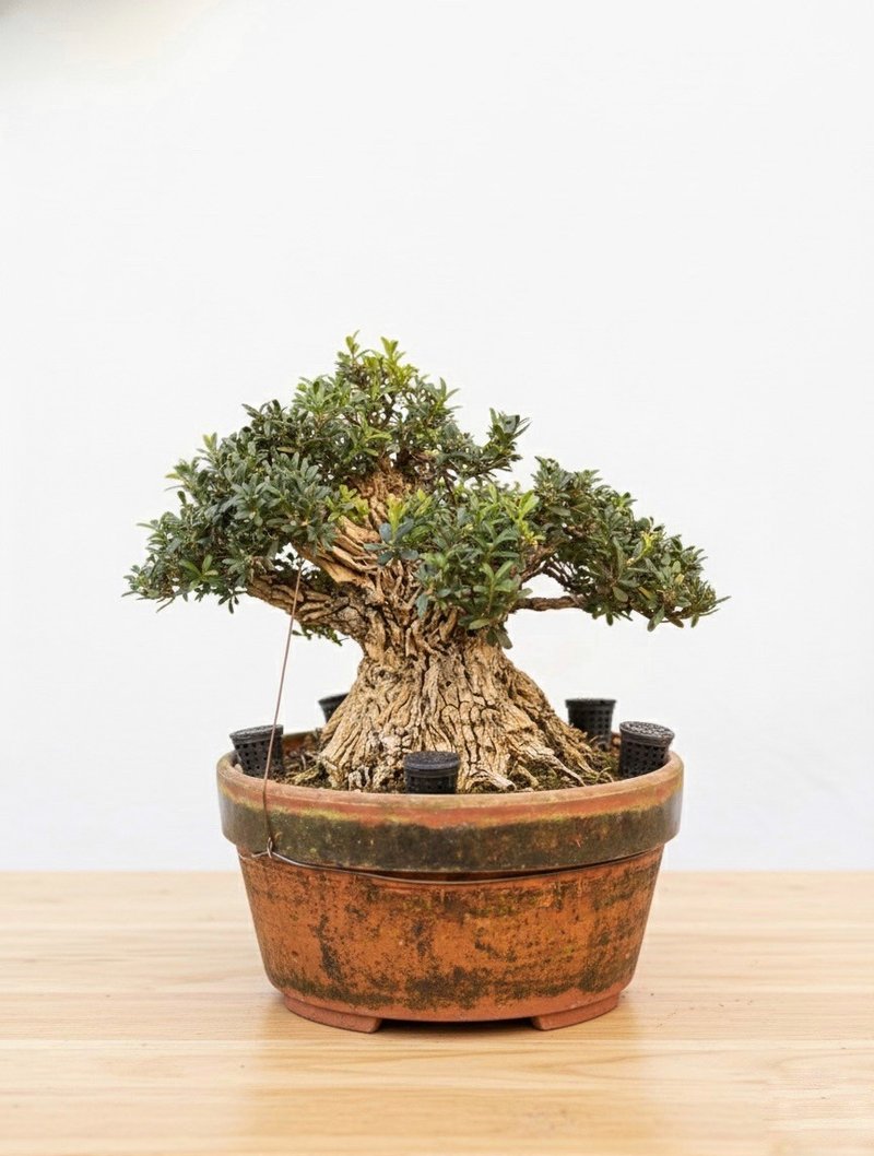 小品盆栽・ヒメツゲ - 観葉植物 - 寄せ植え・花 