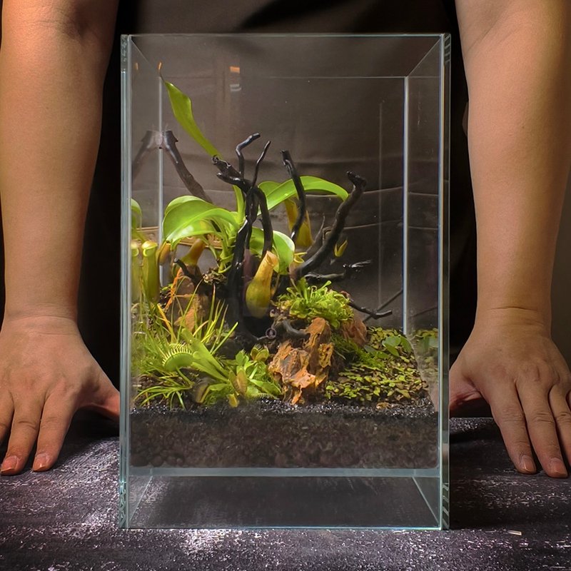 新品上市 暗林掠影 / 客製化造景生態缸 - 盆栽/植栽 - 植物．花 