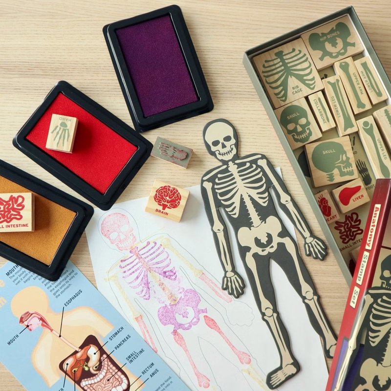 人體骨骼與內臟解剖印章 - 其他 - 其他材質 