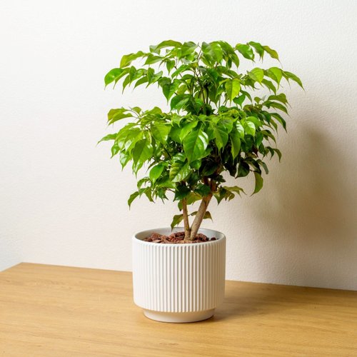 巧繪網植物館 旺旺樹直線條白陶盆栽 桌上盆栽 開幕盆栽推薦