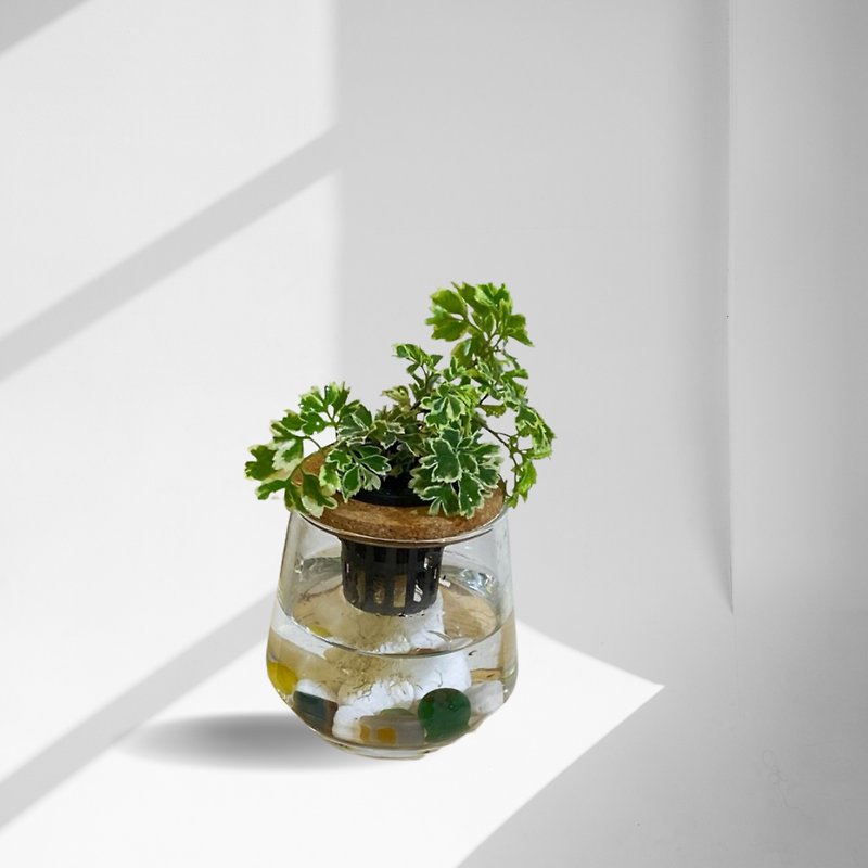 現貨 蕨美植栽  - 白雪福祿桐+弧形透明玻璃瓶 - 植栽/盆栽 - 植物．花 