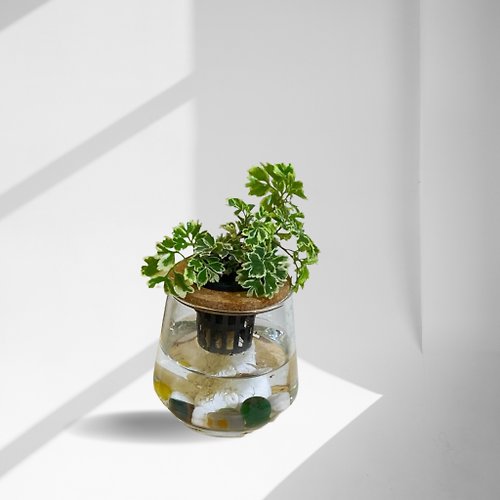 蕨美植栽 現貨 蕨美植栽 - 白雪福祿桐+弧形透明玻璃瓶