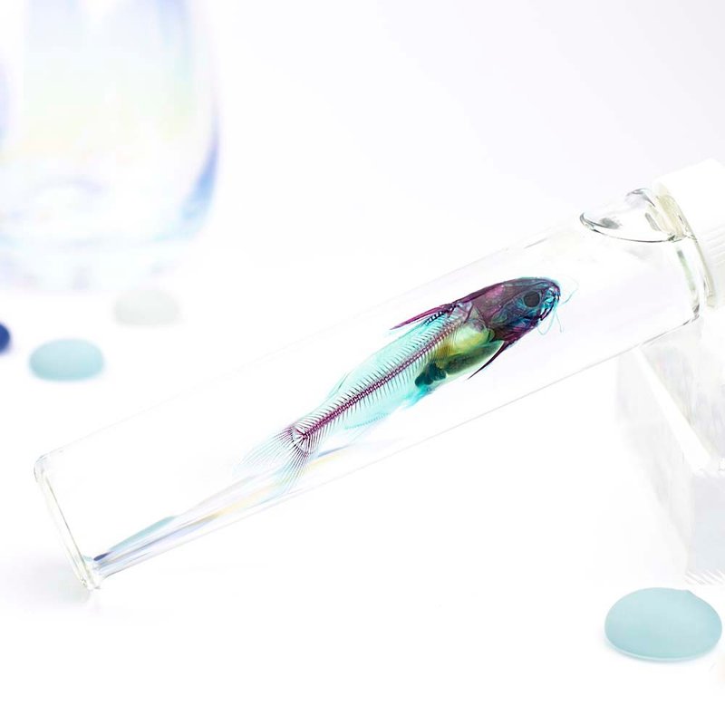 透明標本 鯰魚 魚類標本 台灣外來種生物 - 擺飾/家飾品 - 玻璃 多色