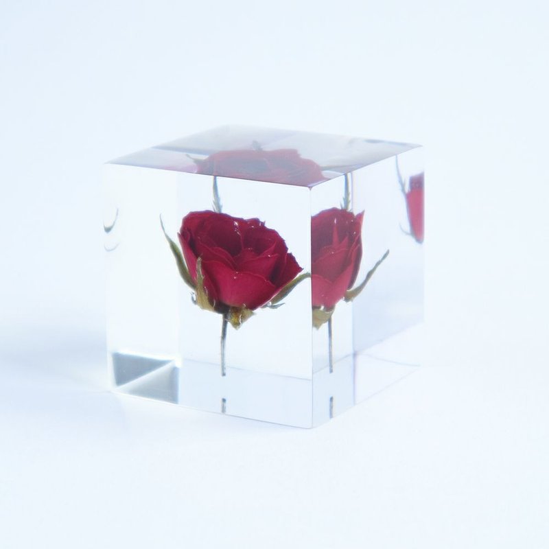 Sola cube Rose cube_Passionate and beautiful - Items for Display - Plants & Flowers Transparent