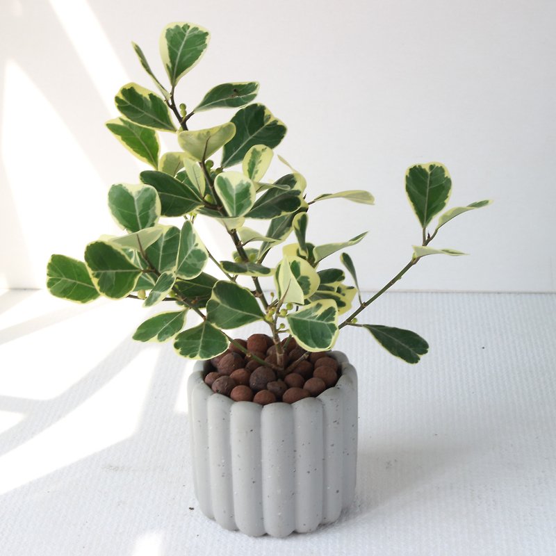Planting potted l variegated triangular ficus finger biscuit Cement pot cute version leaves strong astigmatism - Plants - Pottery 