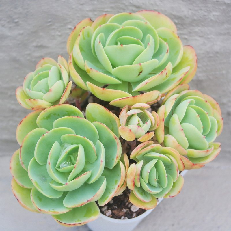 【荳荳多肉】【雞蛋碧桃】喬遷│送禮│升遷│多肉植物 - 盆栽/植栽 - 植物．花 